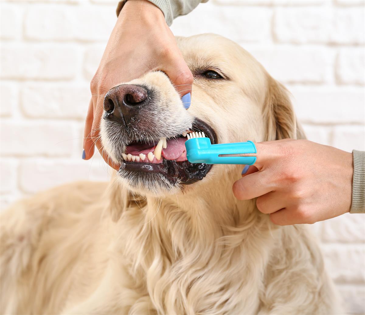 Brushing your dogs teeth Brushing your dogs teeth